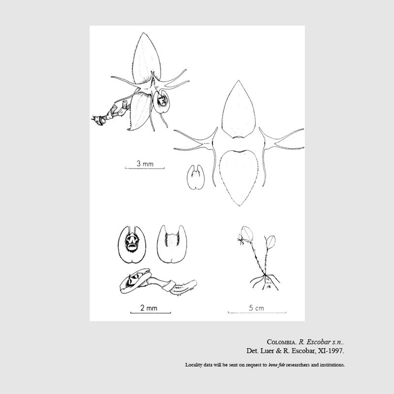 Lepanthes octopus